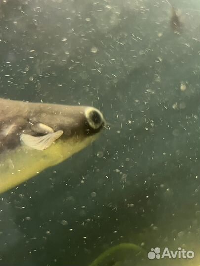 Акулий сом (пангасиус)