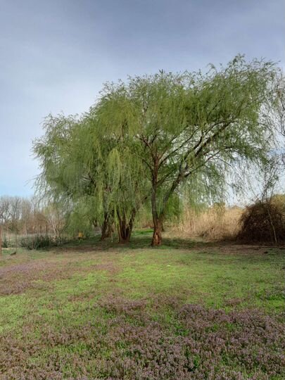 Участок 15 сот. (ИЖС)