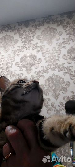 Кошка в дар