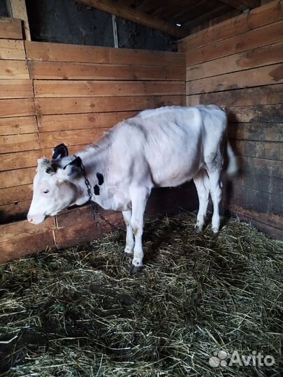 Корова телка 8 месяцев