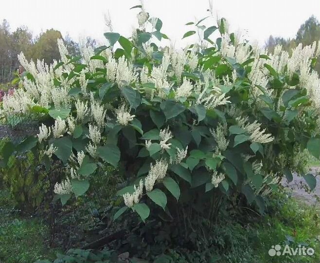 Сахалинский горец, Рейнутрия (бамбук), ива шар