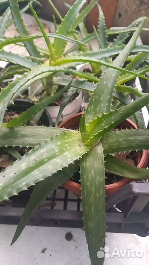 Комнатные цветы