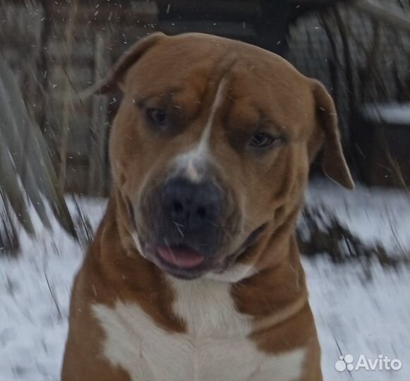 Амстафф вязка