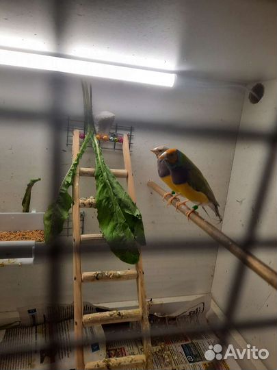 Амадины Гульда