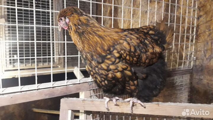 Индюшата кавказкая бронзовая