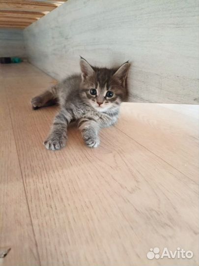 Котята мейн-кун