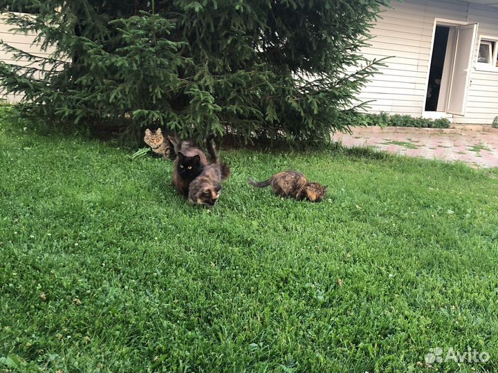 Котята в добрые руки