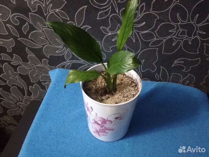 Спацифиллум 