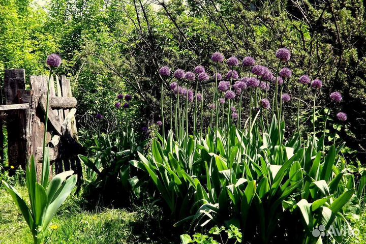 Луковичные растения