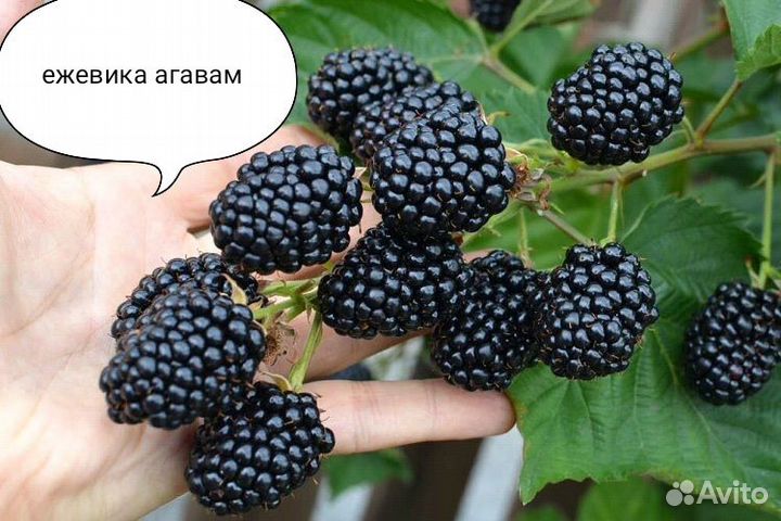 Саженцы ежевики