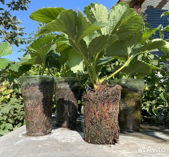 Клубника Сенсация Гигантелла Цунаки Чамора Скала