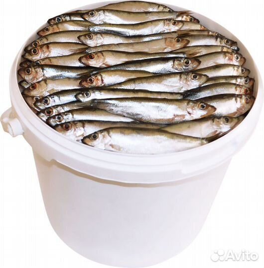 Рыба горячее холодное копчение, слабосол, вялка