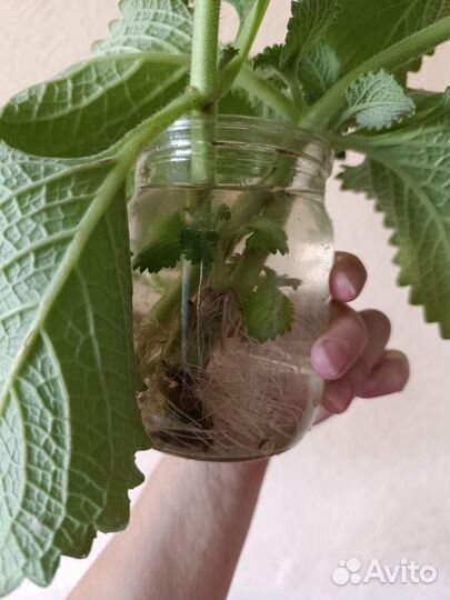 Большие черенки комнатной мяты