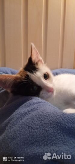 Кошка котенок