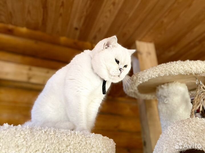 Британский кот серебристая шиншилла вязка