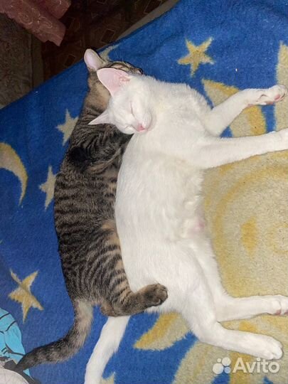 Белая кошка с разноцветными глазами