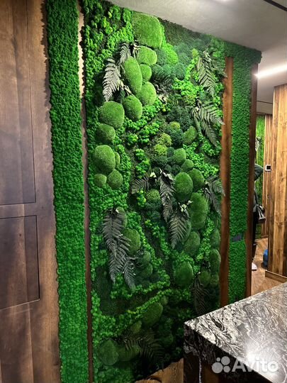 Мох. Фитостена.Озеленение.Растения.Декор.Мебель