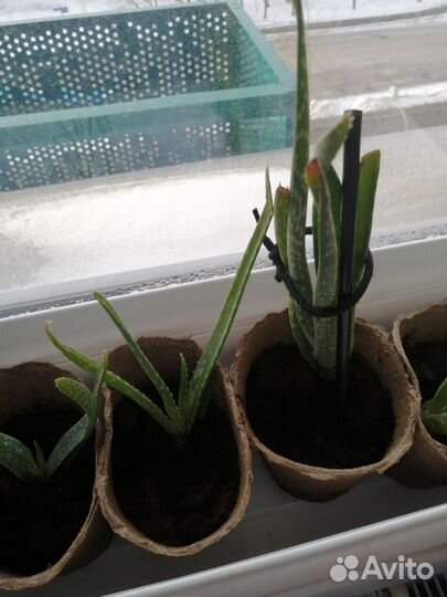 Алое лечебный