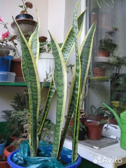 Сансевьера