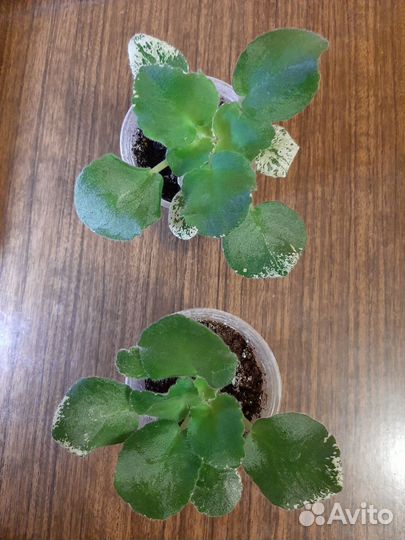 Детки сортовой фиалки