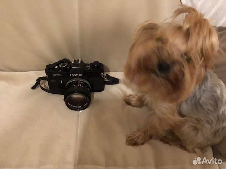 Canon FTb QL + Canon lens FD 50 mm 1,4s.s.c