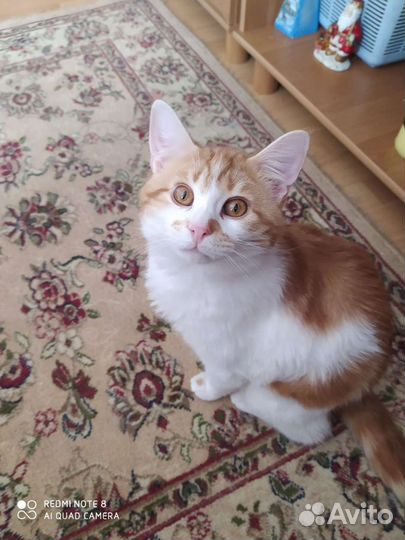 Кошка в дар бесплатно