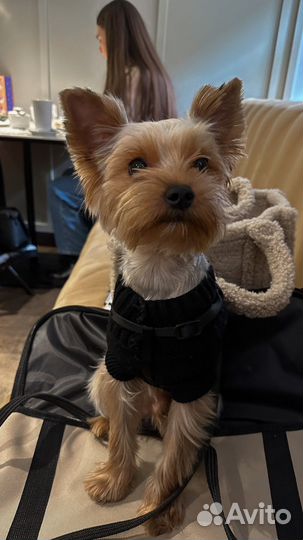 Йоркширский терьер вязка мальчик