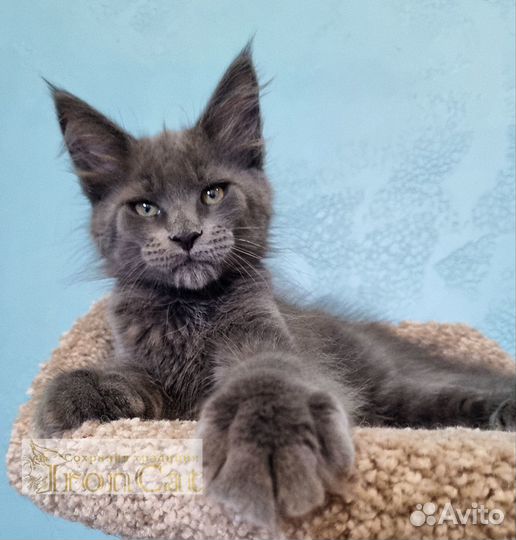 Котенок породы Мейн-кун