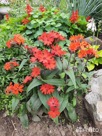 Зимующие многолетники