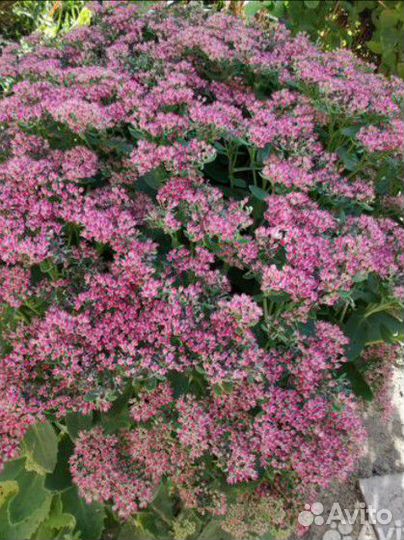 Очиток (седум)