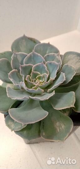 Композиция из суккулентов