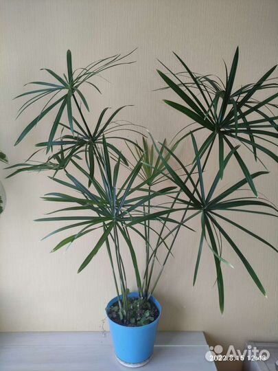 Клеродендрум,жасмин,циперус,пеперомия,пальма,фикус