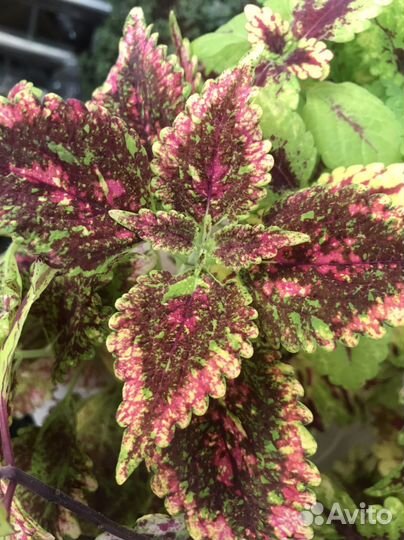 Колеусы сортовые