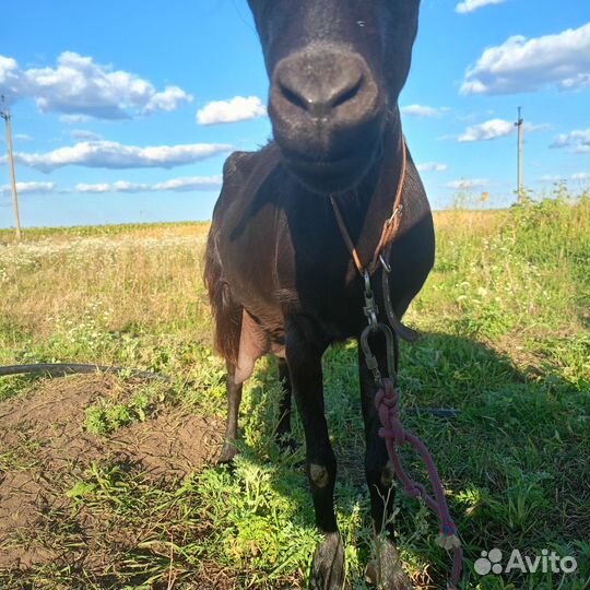 Продам козу