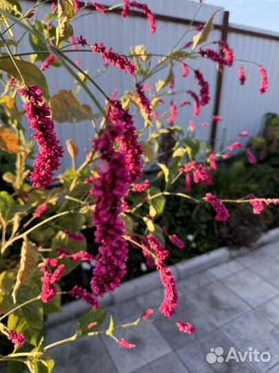 Семена цветка горец почечуйный