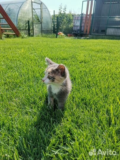Отдам котенка в добрые руки