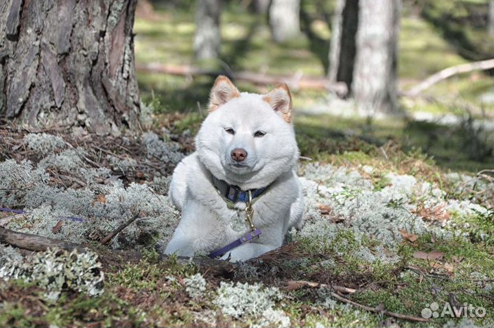 Собака сиба для съемки