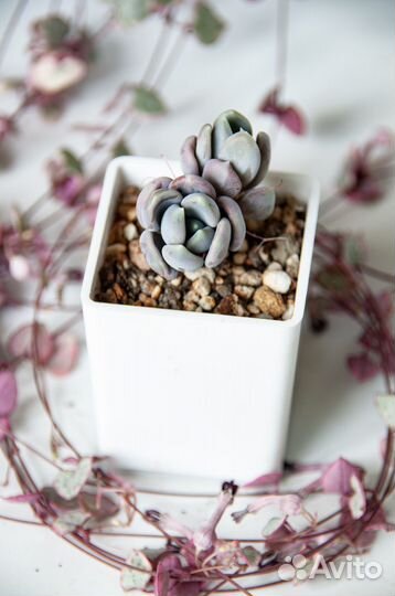 Суккуленты-3 эхеверии, пахиверии, граптоверия