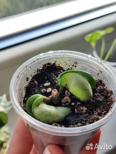 Хойя компакта