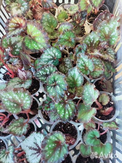 Бегония декоративно лиственная