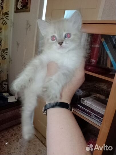 Кошка в дар