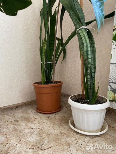 Сансевиерия