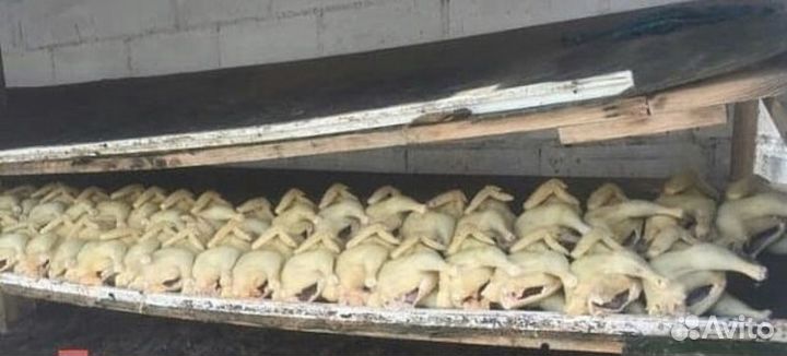 Домашние Куры Л. Браун