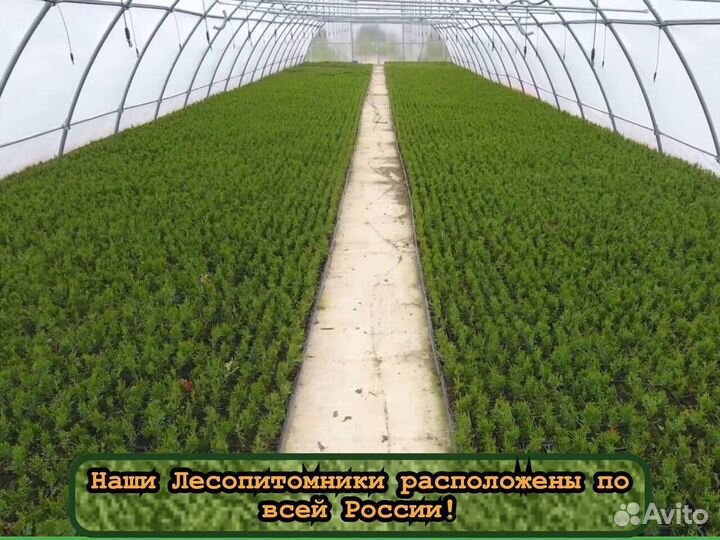 Сеянцы зкс ели и сосны