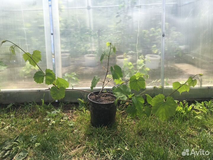 Саженцы винограда, зимостойкого неукрывного