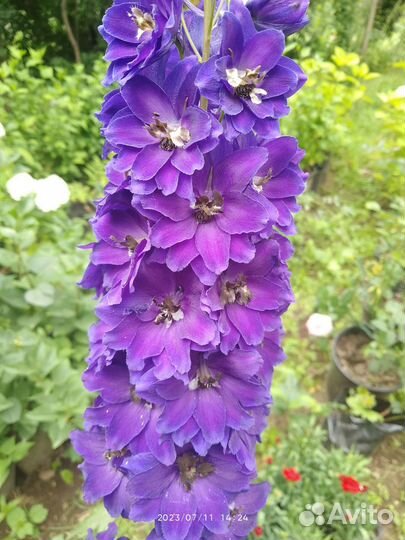 Дельфиниум многолетний