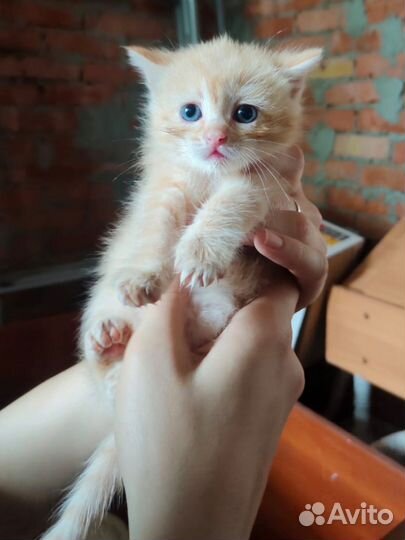 Очаровательные котята