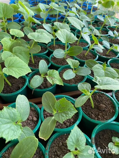 Рассада овощей