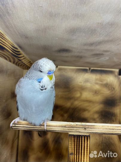 Попугаи ввп чехи