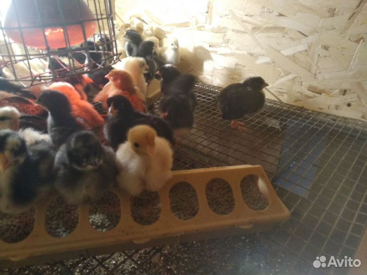 Цыплята бройлеры суточные подрощеные